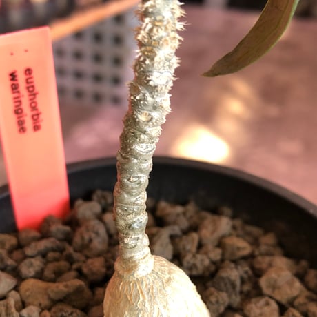 euphorbia waringiae《M size》※現地球株発根済※ぽっこりと丸みある塊根にギザギザ葉が相まって堪らなくかわいい一株※black bowl pot植え