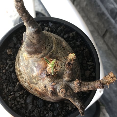 pachypodium gracilius《L size》※現地球発根後店主国内管理5年株※ぼってり良樹形な両A面‼︎選抜グラキ※mad black pot植え