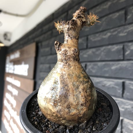 pachypodium gracilius《大きめS size》球体良樹形※現地球発根後店主国内管理3年株※weight低き短枝で360度球体良樹形※mad black pot植え