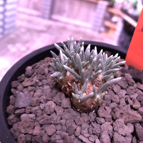 avonia   alstoni 《M size》※愛くるしさ柔らかさを感じる堪らない冬の人気者‼︎※ mad black pot植え　※限定1株