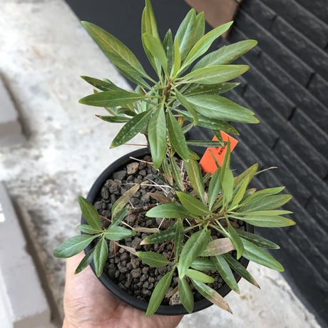 fouquieria  purpusii《小さめM size》希少種※現地球発根済株※株元の成長に期待を持てるバランス良き美株‼︎特化した美しい柄が魅力‼︎※mad black pot植え