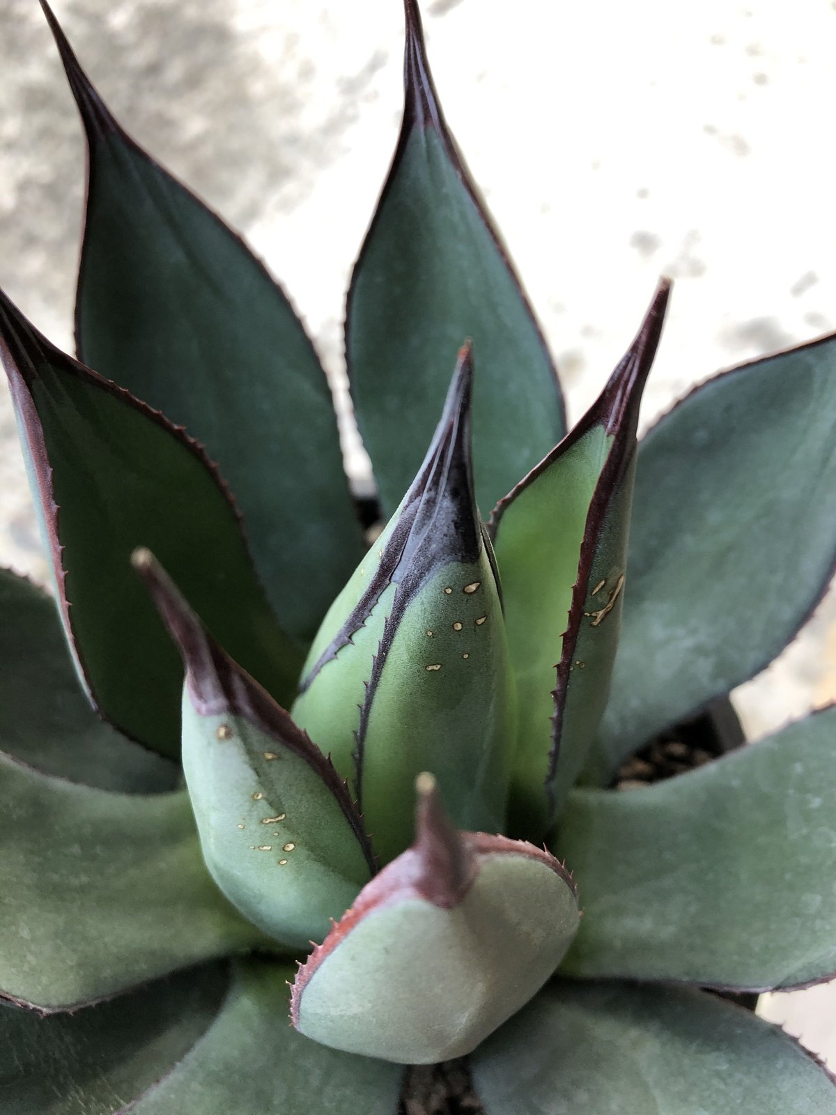 agave blue ember《M size》 | plants holic 