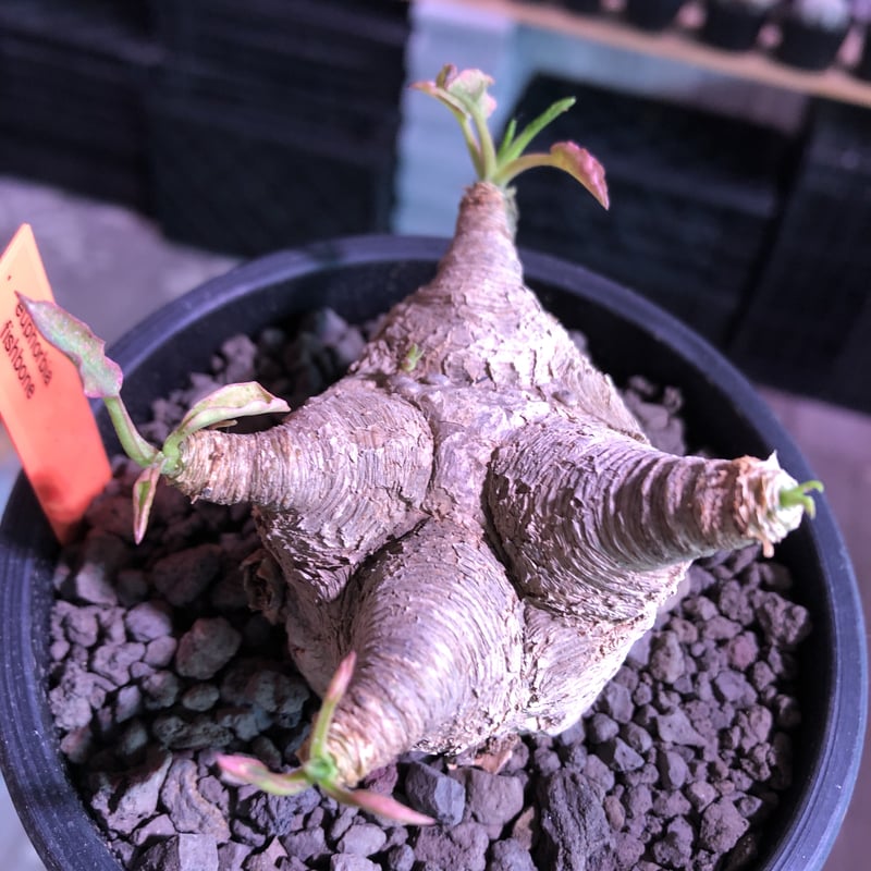 euphorbia fishbone《 L L size》※現地球発根済株※店主国内管理4年