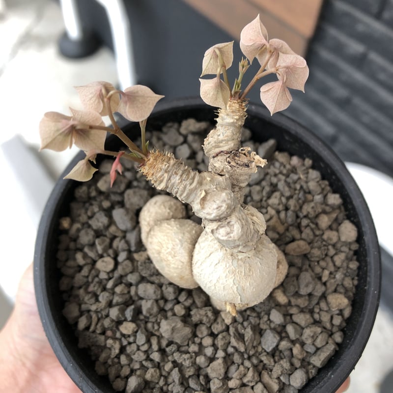 euphorbia cremersii《 L size》※現地球発根後店主国内管理2年株※極白