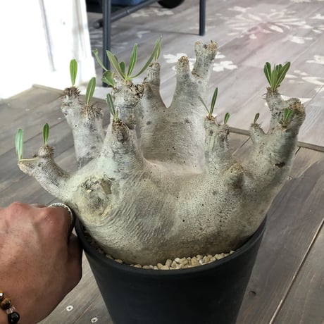 packypodium   inopinatum《L size》発根済み株