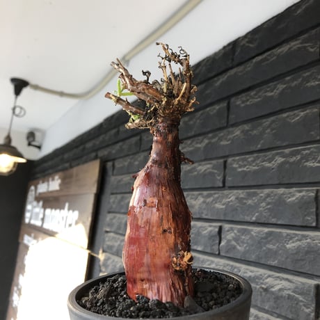 mestoklema tuberosum《M size》※現地球発根後店主国内管理4年株※栗のようなツヤ深き綺麗肌&エグれ傷が堪らなく冬季も動く唯一無二な希少灌木※mad black pot植え