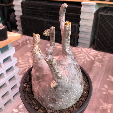 packypodium  gracilius《大きめL size》店主国内管理5年株※現地球発根済株※bigぼってり株‼︎側面に味深き現地焼けの一株※mad black bowl pot植え