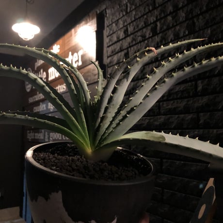 aloe   argyrostachys《L size》現地球発根済み‼︎ マダガスカルの希少種‼︎　※mad black  marble bowl pot植え