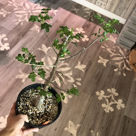bursera  fagaroides《L size》