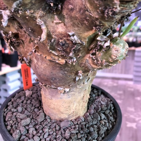 tylecodon    reticulatus《L L size》現地球発根済株※店主国内管理4年株※ヤバいほど太過ぎる株元に網目状な針の装い‼︎impact絶大※mad black pot植え