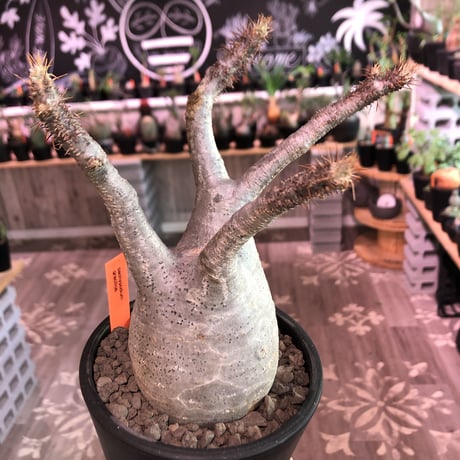 packypodium  gracilius《M  size》※現地球発根済株‼︎※大変balance良き美肌王道樹形のグラキリス‼︎オススメ株‼︎※mad black pot植え