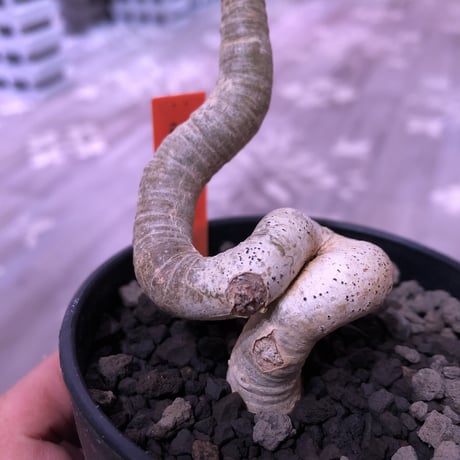 euphorbia     ramena《 M size》