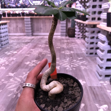 euphorbia     ramena《 M size》