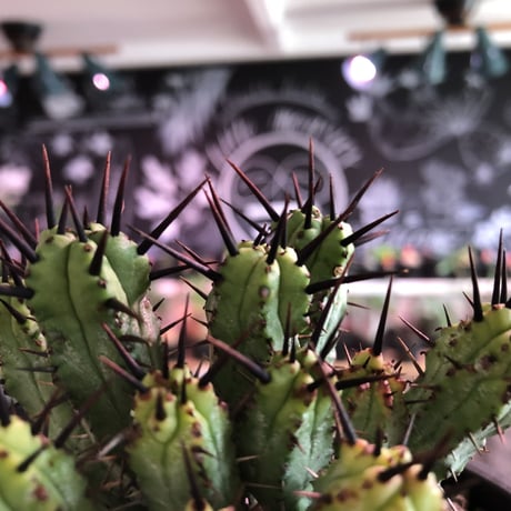 euphorbia enopla《M size》希少‼︎monst株※鋭い黒棘にこの丈ながらwildな躍動感とweightも低く枝振りbalance良きモンスト株※mad black pot植え