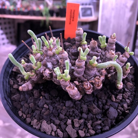 monilaria   moniliformis《M size》希少群生株 ※冬型caudex‼︎　オススメ株　※浅鉢植え