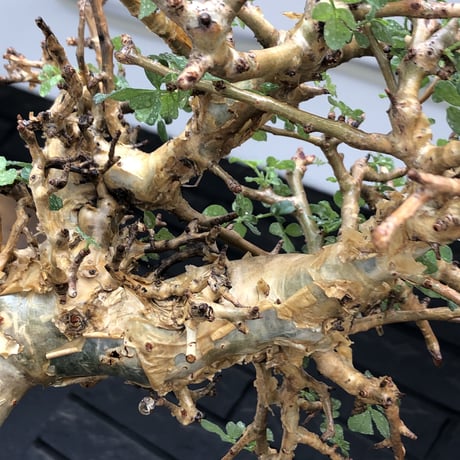 commiphora  stocksiana《大きめL size》※現地球発根後店主国内管理12年株※weight低く長年枝も太く作り込んだ佇まいが堪らない一株※鉄鉢植え
