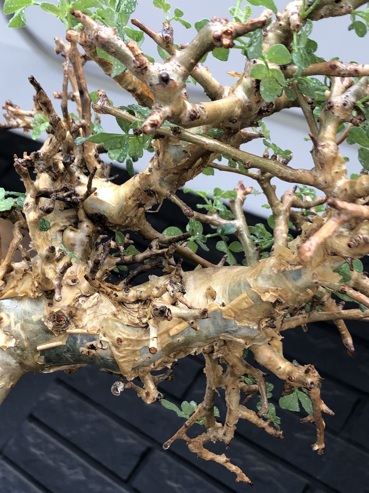 発根済 良型 コミフォラ　ストックシアナ　灌木 コミフォラ ストックシアナ / Commiphora stocksiana / 発根済み