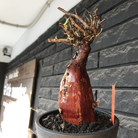 mestoklema tuberosum《M size》※現地球発根後店主国内管理4年株※栗のようなツヤ深き綺麗肌&エグれ傷が堪らなく冬季も動く唯一無二な希少灌木※mad black pot植え