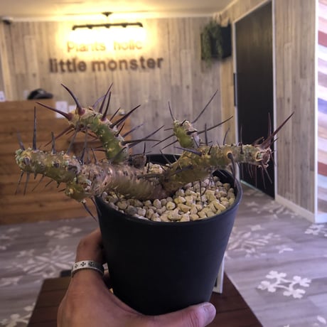 sarcocaulon  herrei（M size）