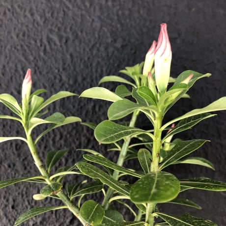 adenium   obesum《LL size》現地球 発根済み株‼︎