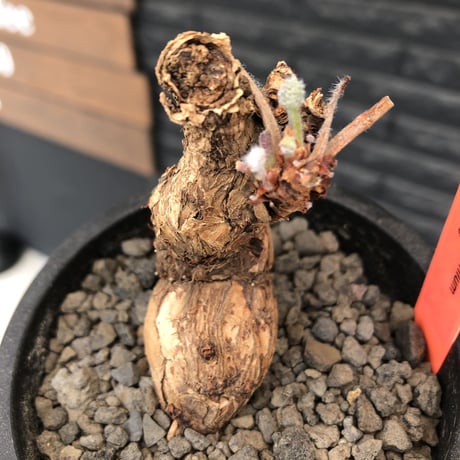 pelargonium triste《大きめM size》※現地球発根後店主国内管理1年株※特化したピーナッツ見たく表皮が朽くしきった艶あるツル肌を持つ一株※mad black pot植え