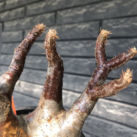 pachypodium gracilius《小さめ L size》※一部極赤肌&低重心株※現地球発根後店主国内管理4年株※班模様みたく赤肌とぼってり樹形が堪らない※mad black pot植え