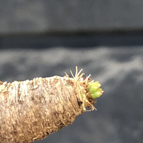 euphorbia  itremensis 《L size》※現地球発根後店主国内管理5年株※極太塊根を持ちweight低く大変将来有望な良樹形※mad black bowl pot植え