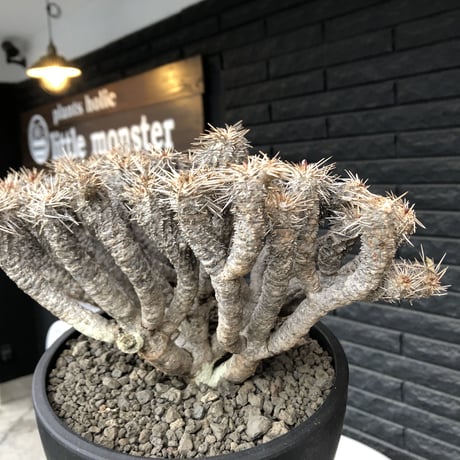 euphorbia  guillauminiana《大きめLL size》※現地球発根済株※店主国内管理6年株※現地球株らしい表皮＆volume満点大株※mad black bowl pot植え