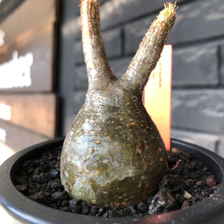 pachypodium gracilius《小さめS size》一部green肌株※現地球発根後店主国内管理2年株※小振りで丸々としたかわいいグラキ※mad black pot植え