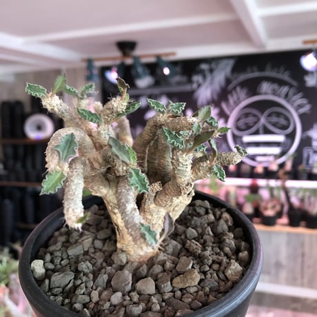 euphorbia tulearensis《L  size》※大変良き塊根と激しい枝振りを持つ希少性激高塊根ユーフォルビア‼︎丈も締まった将来有望株※mad black bowl pot植え