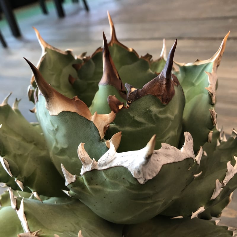 agave titanota《L size》 | plants holic 