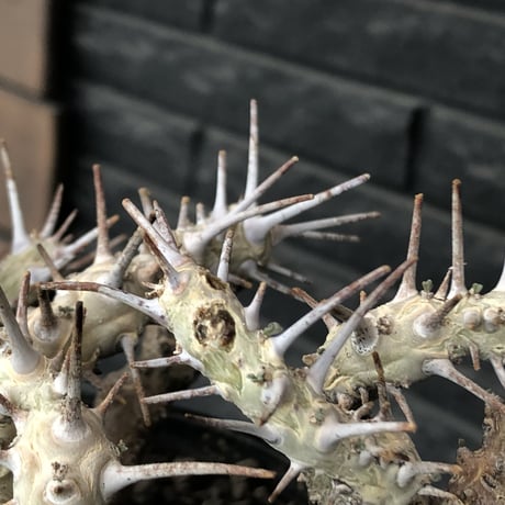 sarcocaulon crassicaule《大きめL size》※現地球発根済株※店主国内管理4年株※ヤバい枝振り鋭く赤味ある強刺に縮れ葉＆白花なwild株※mad black pot植え