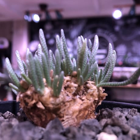 avonia   alstonii《大きめM size》※大きめ塊根の葉のしなやかさと愛くるしさ満点な堪らない冬の人気者‼︎※ mad black pot植え