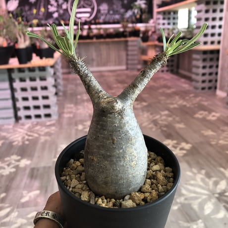 packypodium  gracilius《S size》※現地球株  発根済み株‼︎  丸め選抜組  （限定12株）