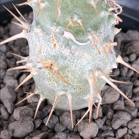 pachypodium  ambongense  littmon seed🌱《M size》希少種※実生でも流通少なき将来有望株‼︎激オススメ株※mad black pot植え