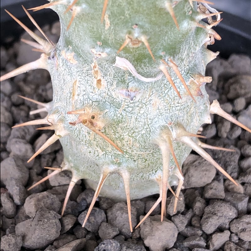 pachypodium ambongense littmon seed🌱《M size》希