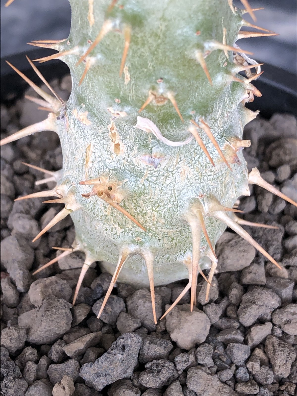pachypodium ambongense littmon seed🌱《M size》希