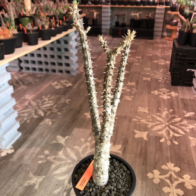packypodium mandritsara《M size》※現地球発根済株※4/4芽吹