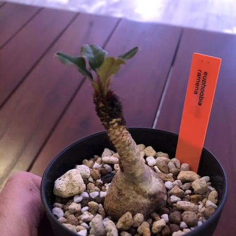 euphorbia     ramena《S size》