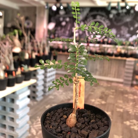 opercullicarya   packypus  littmon  seed🌱 《２年半株》balance良く&装い良き作り込みが楽しみな一株‼︎※限定1株