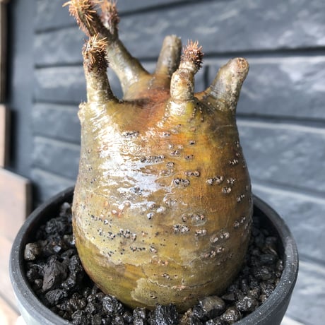 packypodium  gracilius《M size》ロゼット枝※現地球発根済株※店主国内管理3年株※360度展開した枝振りに短枝＆多枝な大変ぼってり良樹形※mad black pot植え