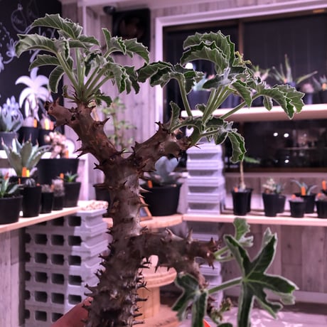 《jatropha  fissispina》希少株‼︎
