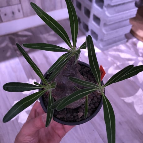 packypodium  gracilius 黒肌《M size》  現地球  発根済み株   mad black bowl pot植え