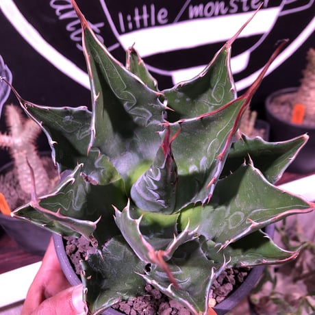agave      montana