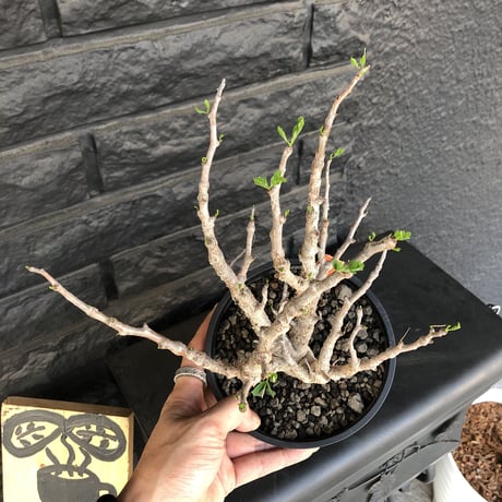 senna  meridionalis《M size》枝は太くbestなsize感‼︎