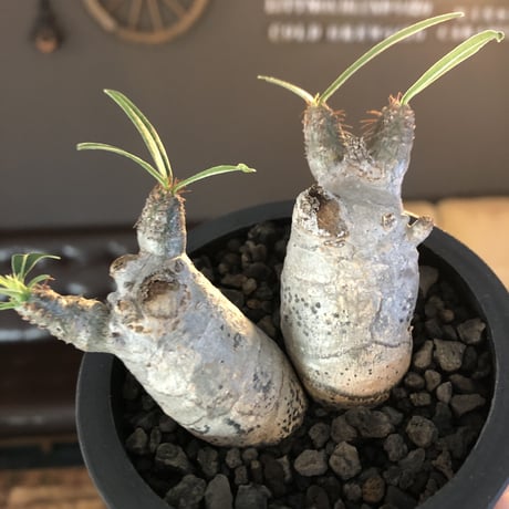 pachypodium gracilius《S size》白肌&W-he'd株※現地球発根後店主国内管理2年株※美しくかわいすぎる一株※mad black pot植え