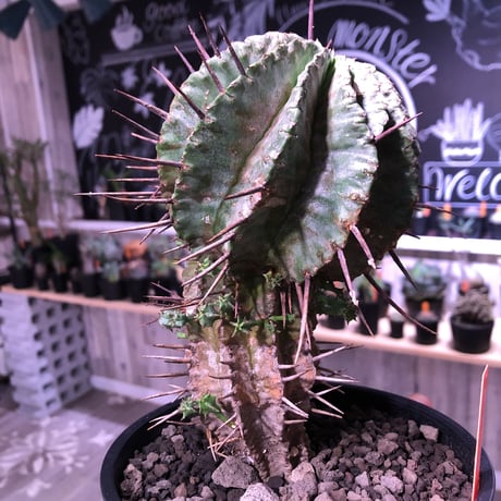 euphorbia    horrida《M size》発根済み株‼︎　from  Europa産‼︎