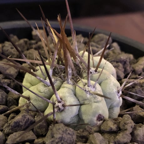 copiapoa   cinerea  長刺白棘黒王丸《小さめM size》激希少‼︎※現地球株カキ仔自根株※現地球のDNAを引き継いだ白肌※mad black bowl pot植え