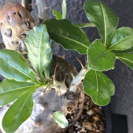 packypodium  saundersii《L size》