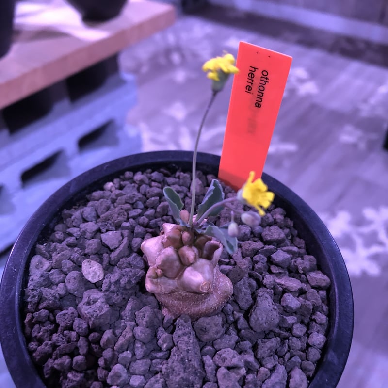 othonna herrei《S size》※現地球発根済株※ぼってり茶肌ボコボコ幹に